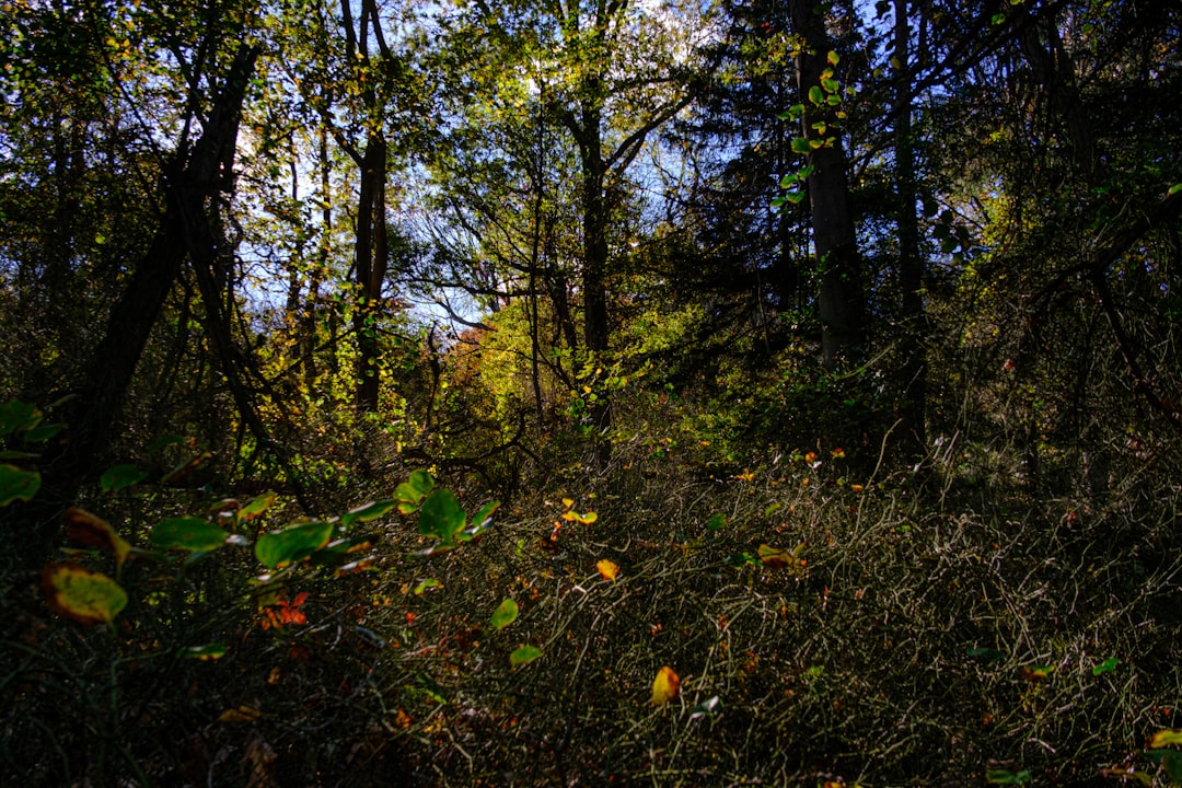 Szlaki piesze w okolicach Radomia - przewodnik dla aktywnych